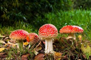Cogumelos-benefícios - Benefícios dos cogumelos enlatados